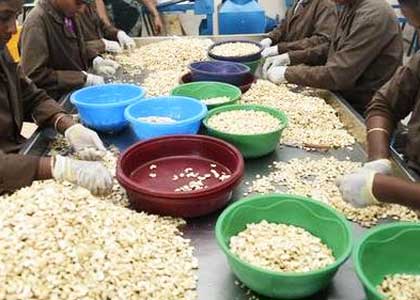 cashew plant